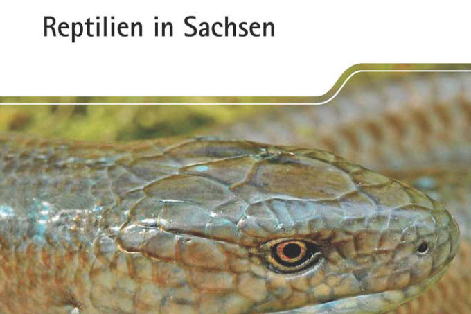 Titelseite Reptilien in Sachsen – Titelfoto: U. Prokoph