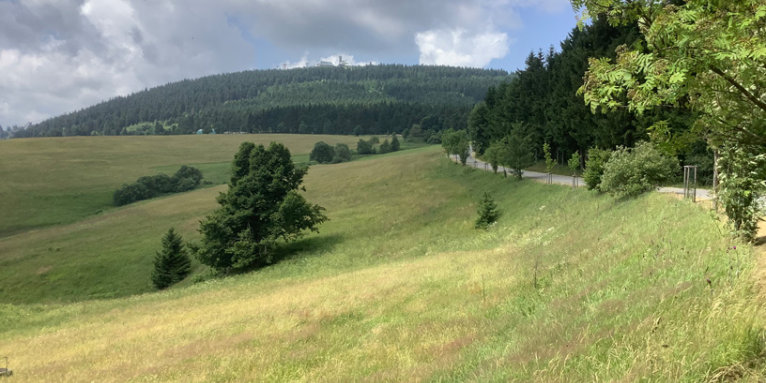 Auf dieser artenreichen Gebirgswiese in Oberwiesenthal wollen private Investoren eine Ferienhausanlage bauen. – Foto: Ulrike Kahl