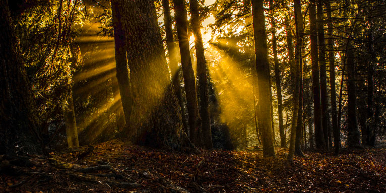 Sonnenaufgang im Wald  Foto: NABU/Tobias Gmeiner