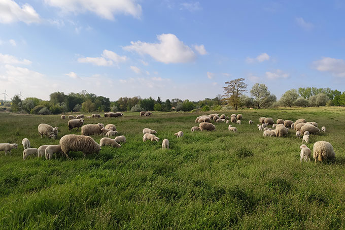 Schafe im Naturschutzgebiet „Kulkwitzer Lachen“ - Foto: Juliane Grießbach