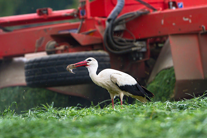Storch in der monotonen Landwirtschaft - Foto: Bärbel Franzke