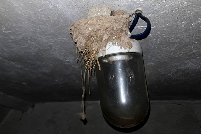 Nest mit Beleuchtung - Foto: Anja Tuchscherer
