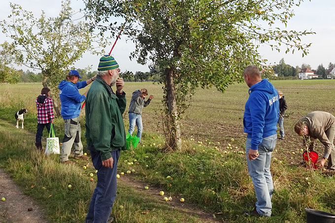 Apfelernte des NABU Partheland am 14. Oktober 2016 in Taucha mit fleißigen Helfern vom NABU Plaußig-Portitz und der Kindergruppe Parthenfrösche - Foto: Mario Vormbaum