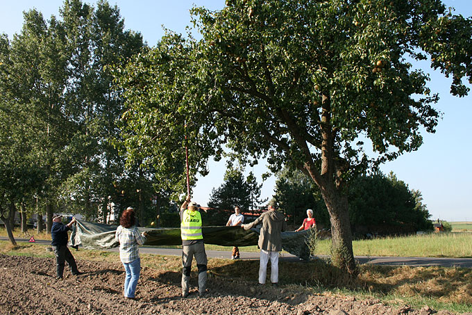 Bei der gemeinsamen Birnenernte von NABU und LPV 2012 werden die Früchte auf große Planen geschüttelt - Foto: Ina Ebert