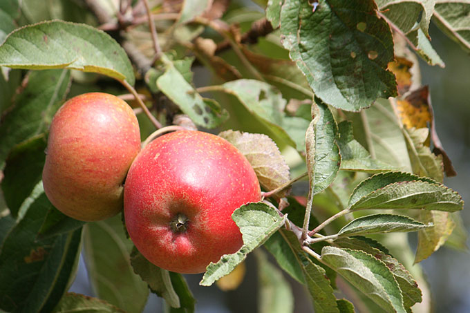 Äpfel am Baum - Foto: Ina Ebert